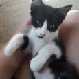 Gatinha Castrada