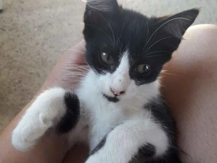 Gato ra a  idade 2 a 6 meses nome Gatinha Castrada