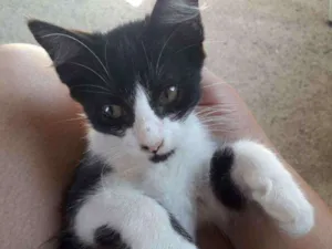 Gato raça  idade 2 a 6 meses nome Gatinha Castrada