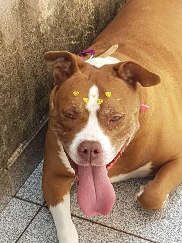 Cachorro ra a Pit-Bull idade 6 ou mais anos nome Thifany