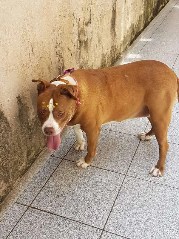 Cachorro ra a Pit-Bull idade 6 ou mais anos nome Thifany