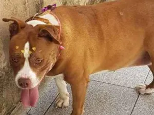 Cachorro raça Pit-Bull idade 6 ou mais anos nome Thifany