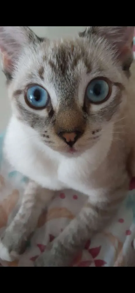 Gato ra a SRD idade 2 a 6 meses nome Pistolinha