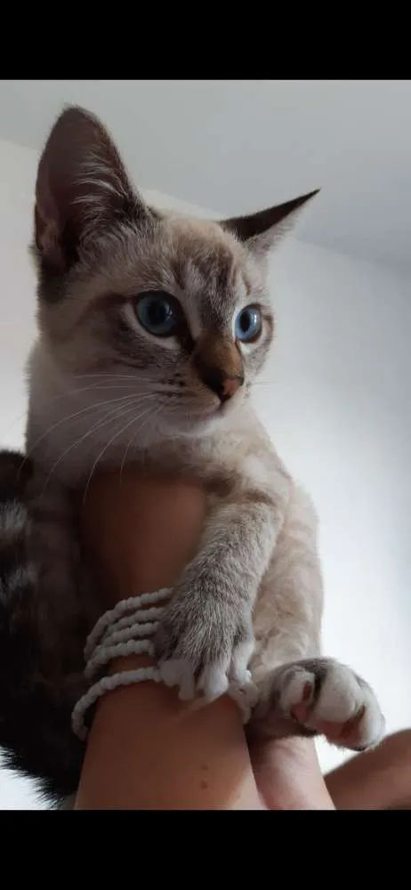 Gato ra a SRD idade 2 a 6 meses nome Pistolinha