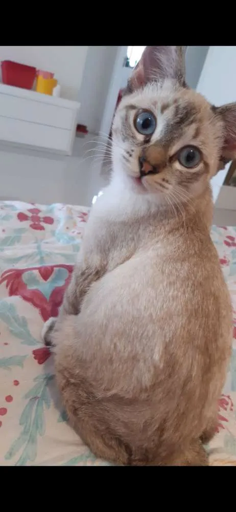 Gato ra a SRD idade 2 a 6 meses nome Pistolinha