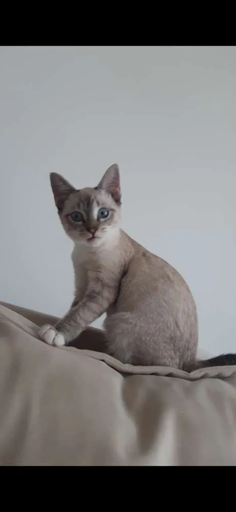 Gato ra a SRD idade 2 a 6 meses nome Pistolinha