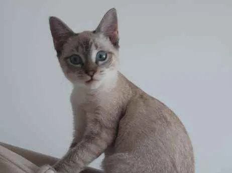 Gato ra a SRD idade 2 a 6 meses nome Pistolinha