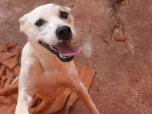 Cachorro raça Pitbull terrier idade 7 a 11 meses nome Maju
