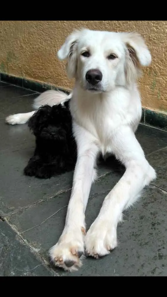 Cachorro raça Akita idade 1 ano nome Bruce