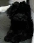 Zé Pequeno