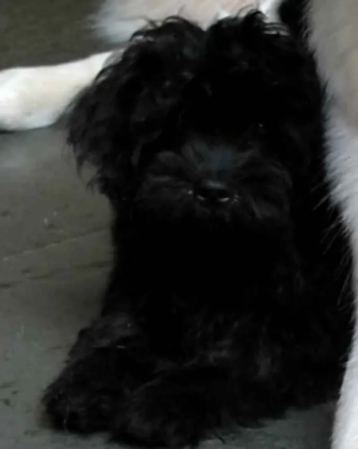 Cachorro raça Poodle com shi-su idade 1 ano nome Zé Pequeno