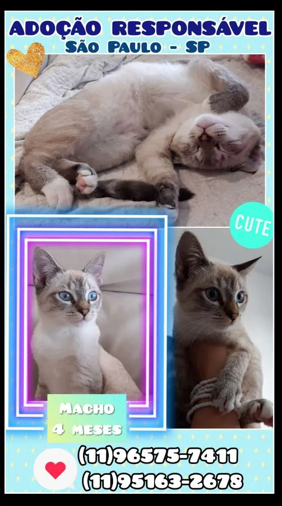 Gato ra a SRD idade 2 a 6 meses nome Pistolinha