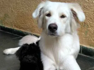 Cachorro raça Akita misturado com outra raca idade 1 ano nome Bruce