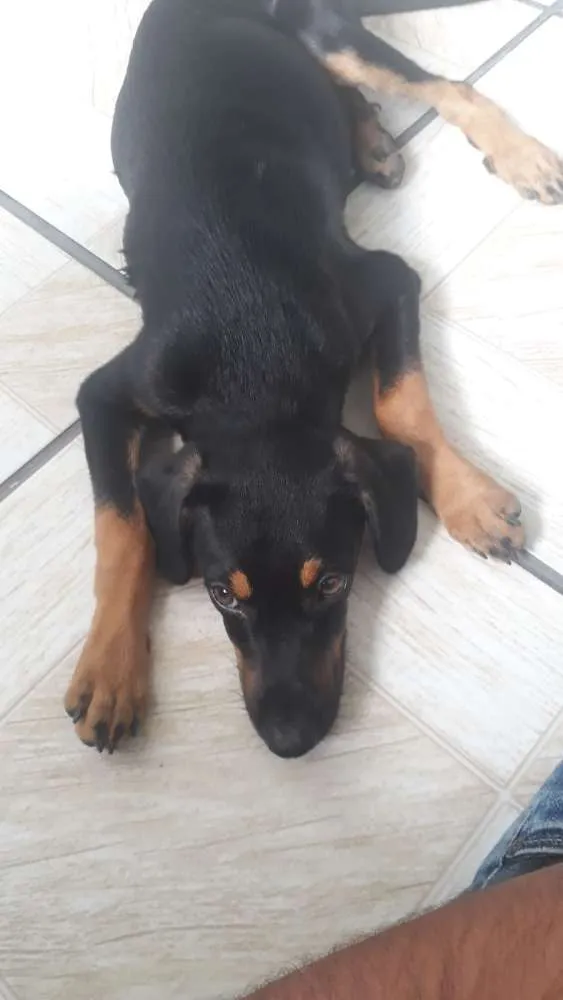 Cachorro ra a SRD idade 2 a 6 meses nome Thor