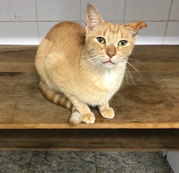 Gato ra a SRD idade 2 anos nome Sunny (Sanny)