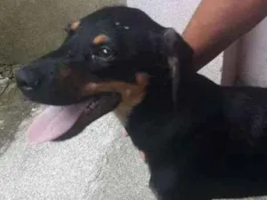 Cachorro raça SRD idade 2 a 6 meses nome Thor