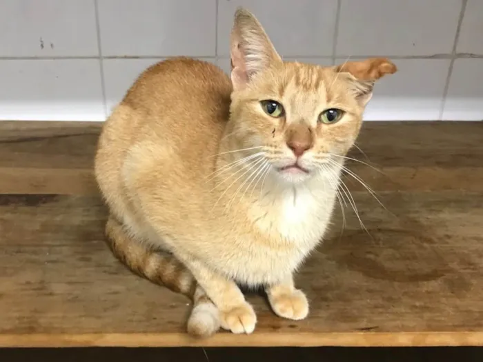 Gato ra a SRD idade 2 anos nome Sunny (Sanny)