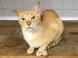 Gato raça SRD idade 2 anos nome Sunny (Sanny)