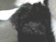 Zé Pequeno