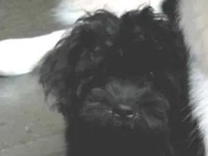 Cachorro raça Poodle com shi-su idade 1 ano nome Zé Pequeno