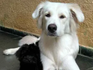 Cachorro raça Akita idade 1 ano nome Bruce