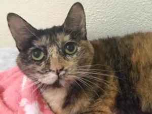 Gato raça SRD idade 3 anos nome Brigitte