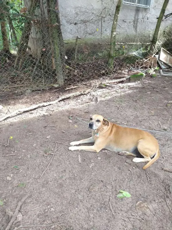 Cachorro ra a Mestiça de Fila idade 5 anos nome Dalila