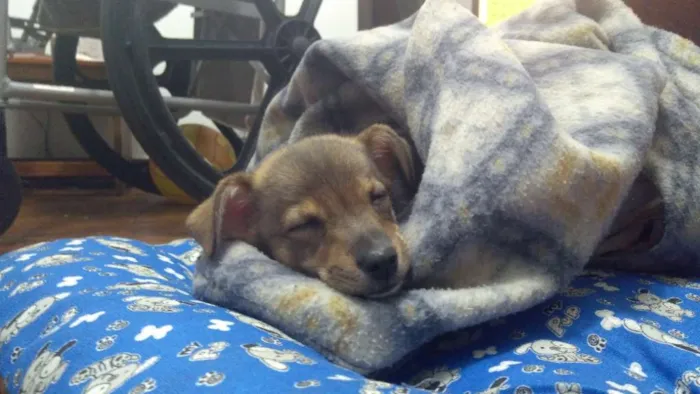 Cachorro ra a Vira lata idade 7 a 11 meses nome Nina
