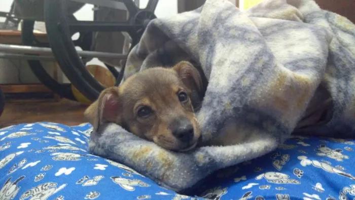 Cachorro ra a Vira lata idade 7 a 11 meses nome Nina
