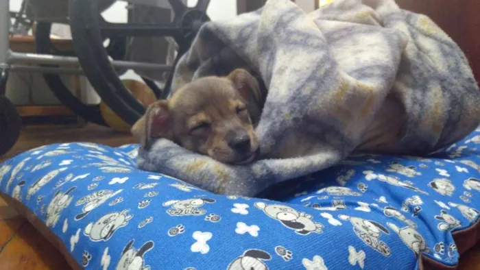 Cachorro ra a Vira lata idade 7 a 11 meses nome Nina