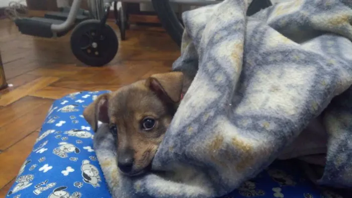 Cachorro ra a Vira lata idade 7 a 11 meses nome Nina
