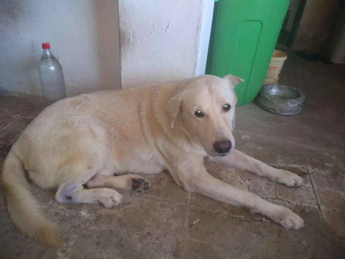 Cachorro ra a Indefinido idade 5 anos nome Hércules