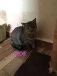 Cloe