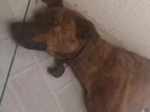 Cachorro raça  idade 2 anos nome Kiara