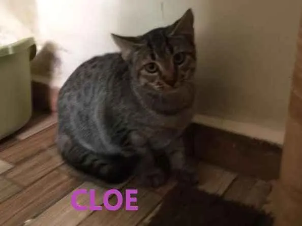 Gato ra a srd idade 2 a 6 meses nome Cloe