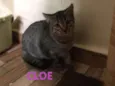 Cloe