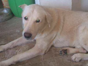 Cachorro raça Indefinido idade 5 anos nome Hércules