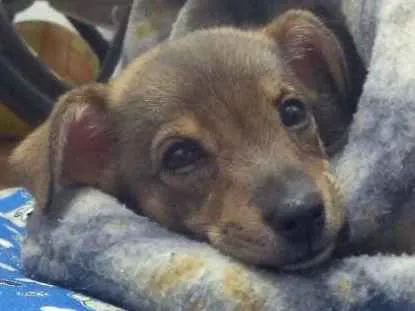Cachorro ra a Vira lata idade 7 a 11 meses nome Nina