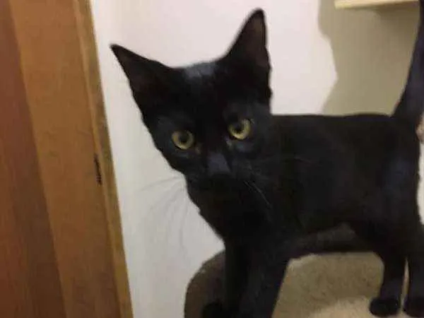 Gato ra a SRd idade 2 a 6 meses nome Kaneman