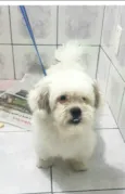 Cachorro raça Lhasa Apso  idade 2 anos nome Valente 