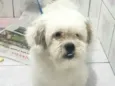 Cachorro raça Lhasa Apso  idade 2 anos nome Valente 