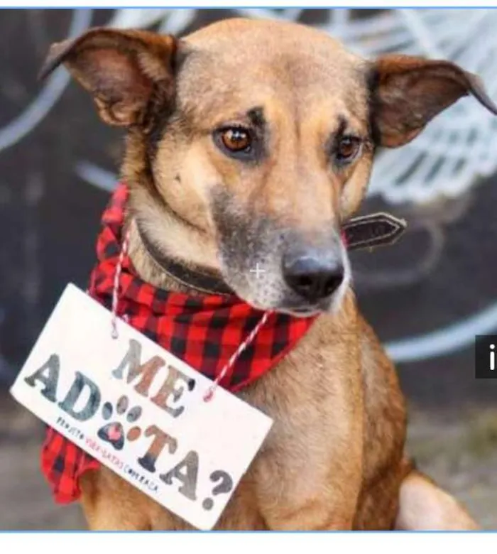 Cachorro ra a SRD idade 3 anos nome TÔ ENCALHADO!