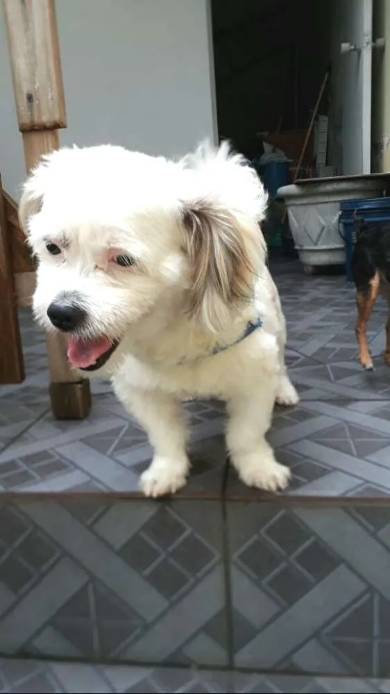 Cachorro raça Lhasa Apso  idade 2 anos nome Valente 