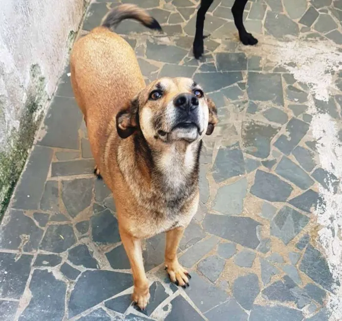 Cachorro ra a SRD idade 3 anos nome TÔ ENCALHADO!
