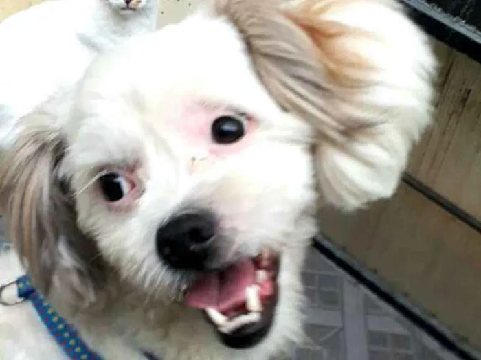 Cachorro raça Lhasa Apso  idade 2 anos nome Valente 