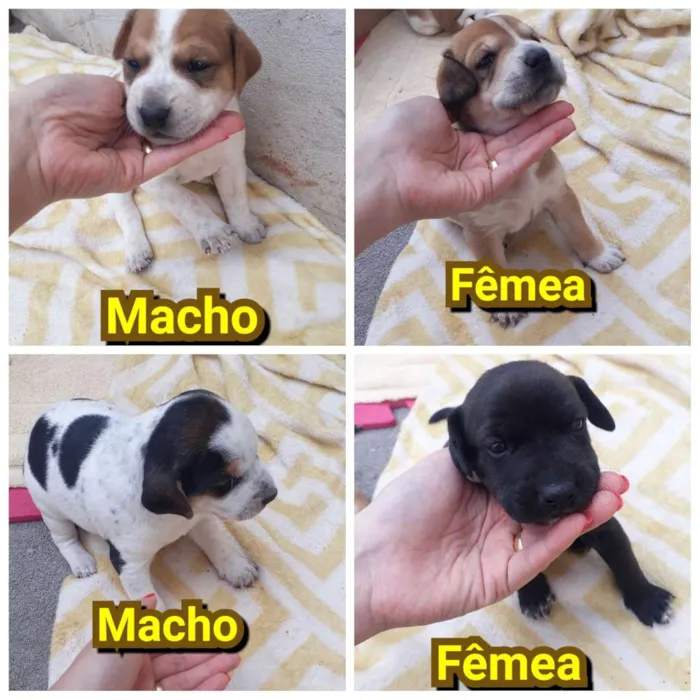 Cachorro ra a Labrador com srd idade  nome Meg