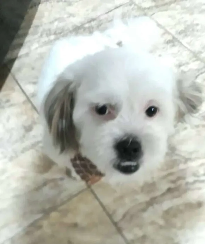 Cachorro raça Lhasa Apso  idade 2 anos nome Valente 