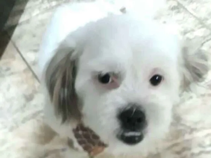 Cachorro raça Lhasa Apso  idade 2 anos nome Valente 
