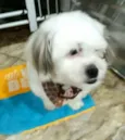 Cachorro raça Lhasa Apso  idade 2 anos nome Valente 