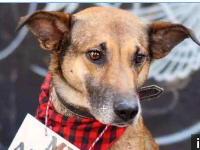 Cachorro ra a SRD idade 3 anos nome TÔ ENCALHADO!